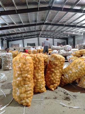 荷兰15号土豆批发 优良品质，超值价格